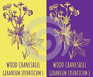 Vector drawings WOOD CRANESBILL . Hand drawn illustration. Latin name GERANIUM SYLVATICUM L