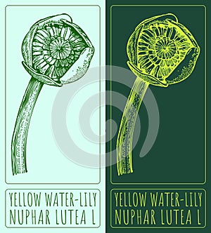 Vector drawings YELLOW WATER-LILY. Hand drawn illustration. Latin name NUPHAR LUTEA L