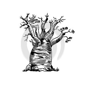 Vector drawn sketch of baobab tree, doodle style with black lines