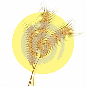Vector of Dried Wheat Ear Spikelets with Grains. Realistic Wheat Bunch on White Background.