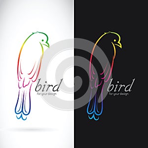 Vector of drongo bird on white background and black background .