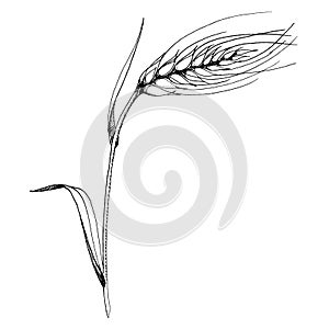 Vector ear of wheat. Black and white engraved ink art. Isolated spica illustration element.