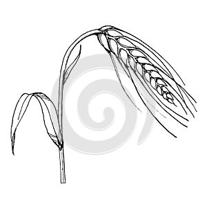 Vector ear of wheat. Black and white engraved ink art. Isolated spica illustration element.