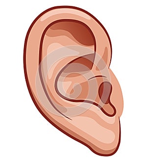 Vector ear on white background