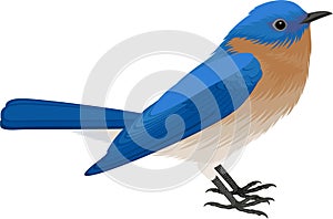 Vector Eastern Bluebird Sialia sialis