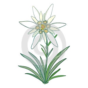 Vector Edelweiss or Leontopodium alpinum. Blooming flower and green leaves isolated on white background. Symbol of Alp Mountains. photo