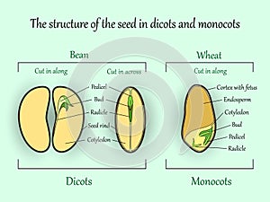 Vector education botany banner, structure monocot and dicot plant seeds in cut sections. Agriculture biology science illustration.