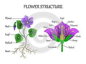 Vector education diagram of botany and biology, the structure of the flower in a section. Banner study scheme, illustration.