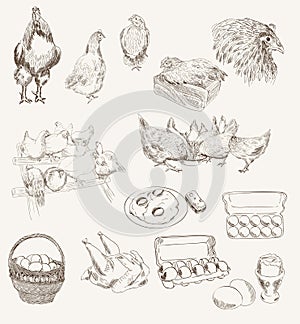 Vector egg chicken breeding set