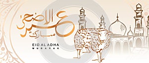 Vector Eid al adha banner design with hand drawn sheep for sacrifice with arabic calligraphy vintage elegant design