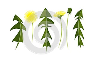 Vector elements of a dandelion. leaves, flowers and bud separately. To create your summer illustration.