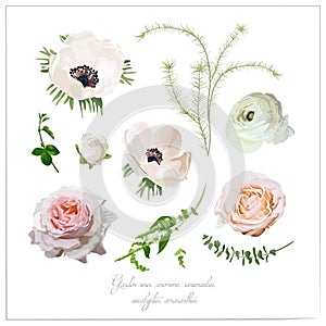 Vector elements flower collection of Pink white garden rose and