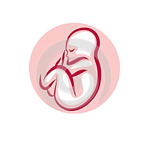 Vector embryo illustration isolated on white. New life beginning