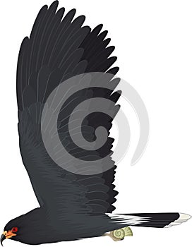 Vector endangered snail kite