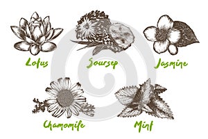 Vector engraved organic herbs, spices and flowers collection for posters, decoration, packaging, logo. Hand drawn colorful