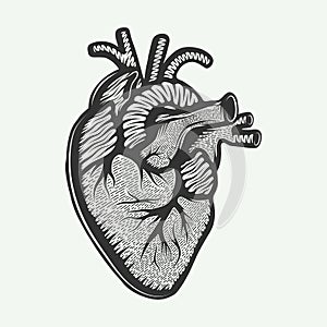 Vector engraved style illustration for posters, decoration and print. Hand drawn sketch of anatomical heart
