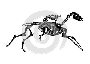 Hand drawn sketch of skeleton of headless horseman in black isolated on white background. Detailed vintage etching style drawing. photo