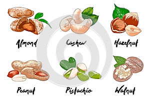 Vector engraved style organic nuts collection for posters, decoration, packaging, menu, logo. Hand drawn colorful sketches