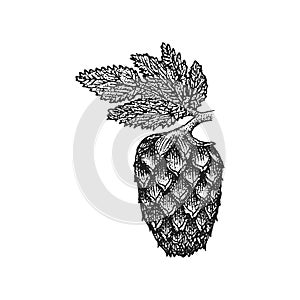 Vector engraving hops cone illustration