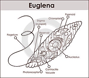 Vector Euglena Cross Section Diagram representative protists euglenoid plant like and animal like microscopic creature with all c