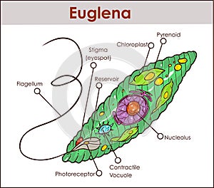 Vector Euglena Cross Section Diagram representative protists euglenoid plant like and animal like microscopic creature with all c