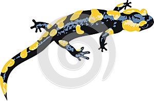 Vector Europaean fire salamander