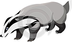 Vector European badger