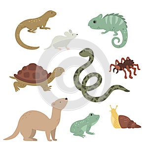 vector exotic pets collection on white background