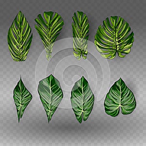 Vector exotic tropical leaves, jungle foliage set isolated on white background. Flat colorful style.