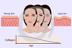 Vector face and two types of skin - aged and young for medical and cosmetological illustrations