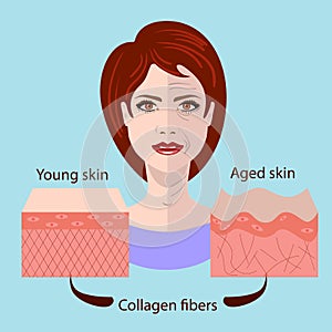 Vector face and two types of skin - aged and young