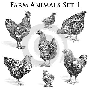 Vector Farm Animals engraving . Chickens and