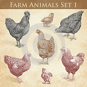 Vector Farm Animals engraving set1. Chickens and Roosters photo