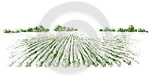 Vector farm field landscape. Furrows pattern in a plowed prepared for crops planting. Vintage realistic engraving sketch