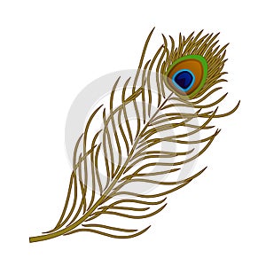Vector feather of peacock bird on white background