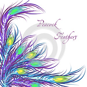 Vector feathers peacock. Color background