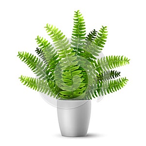 Vector fern in a pot photo