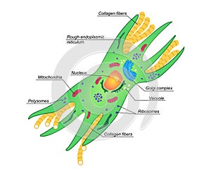 Vector Fibroblast illustration with description. Structure of dermis cell. Colorphul scheme of connective tissue on white