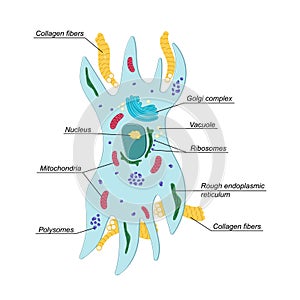 Vector Fibroblast illustration with description. Structure of dermis cell. Connective tissue