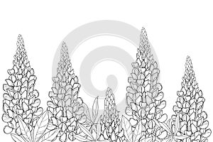 Vector field with outline Lupin or Lupine or Bluebonnet flower bunch, bud and ornate leaves in black isolated on white background.