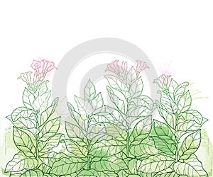 Vector field with outline toxic Tobacco plant or Nicotiana flower bunch, bud and leaf in pastel green on the white background.