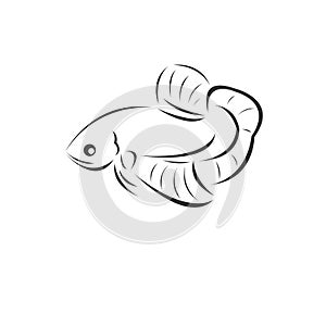 Vector Fighting fish Black. illustration. logo. icon. symbol. on white background