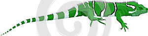 Vector Fiji banded iguana