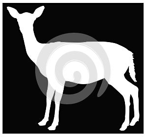 Doe or deer silhouette - hoofed ruminant mammal photo