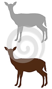 Doe or deer silhouette - hoofed ruminant mammal