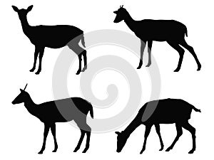 Doe or deer silhouette - hoofed ruminant mammal photo