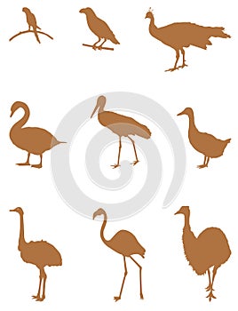 Various birds silhouette - group of endothermic vertebrates, characterised by feathers, toothless beaked jaws, the laying of hard- photo