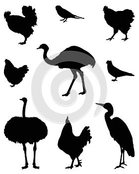Various birds silhouette - group of endothermic vertebrates photo
