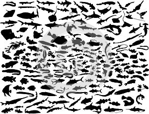 Vector fish photo