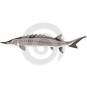 Vector fish adriatic sturgeon freshwater species illustration